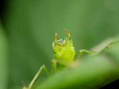 Tettigoniopsis forcipicercus
