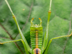 Tettigoniopsis forcipicercus