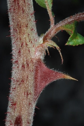 Rosa bracteata