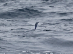 Limpidwing Flyingfish photo 3