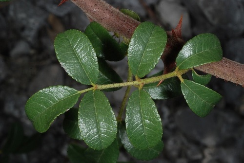 Rosa bracteata