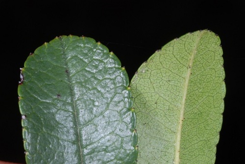Rosa bracteata