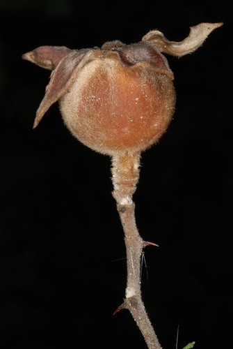 Rosa bracteata