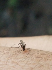 Aedes atlanticus