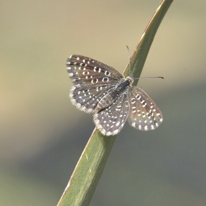 Red-clover Blue