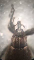 Hypera diversipunctata