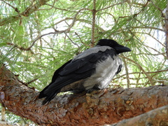 Corvus cornix