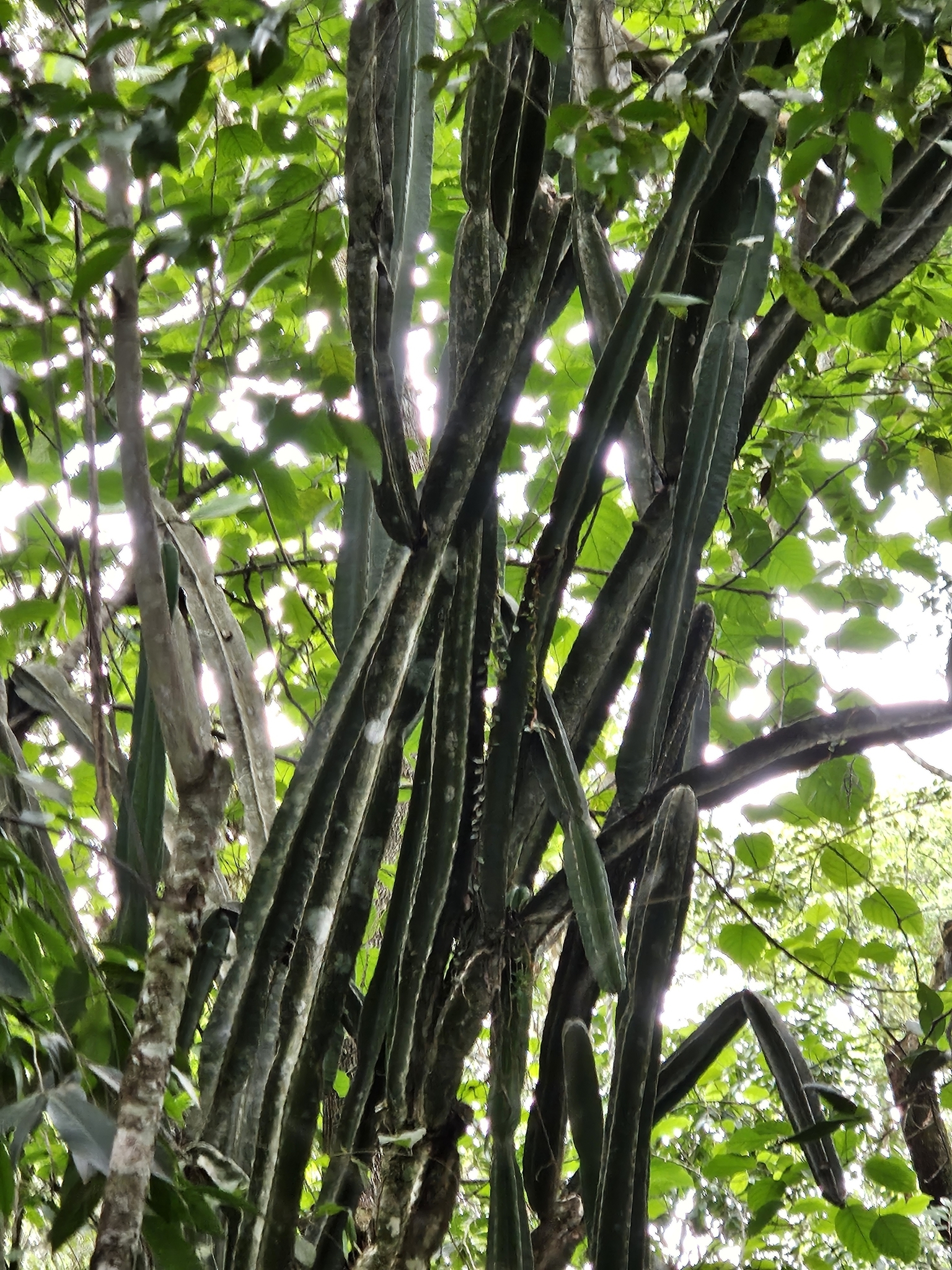 Cereus hildmannianus