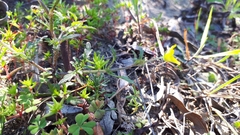 Hemimeris sabulosa