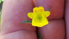 Hemimeris sabulosa
