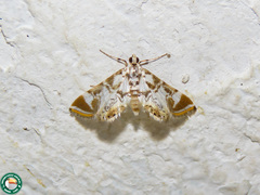 Argyractis drumalis