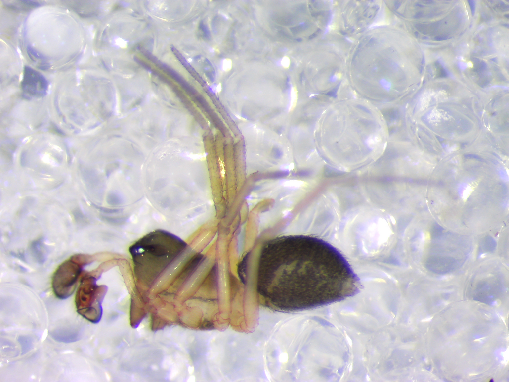 Scotinotylus vettonicus