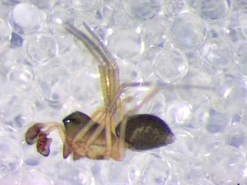 Scotinotylus vettonicus