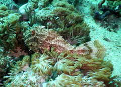 Pseudomonacanthus macrurus