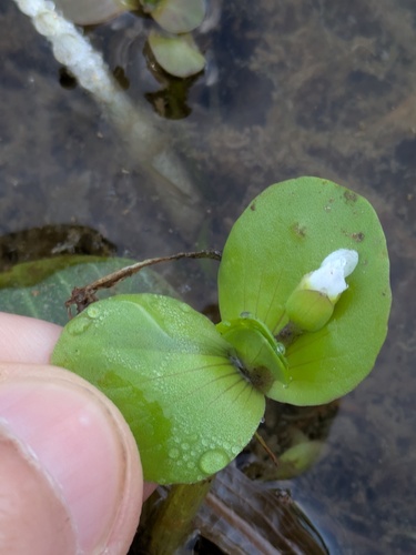 Disk waterhyssop (Bacopa rotundifolia)
