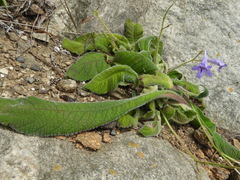 Streptocarpus floribundus