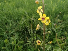 Verbascum blattaria