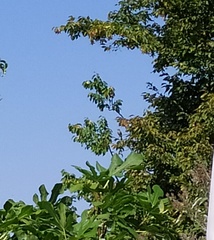 Muscicapa striata