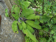 Streptocarpus floribundus
