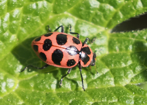 Spotted Pink Lady Beetle, photo 10 of 10
