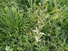 Verbascum blattaria