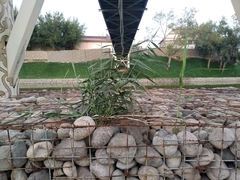 Phragmites australis