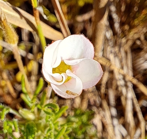Image of Oxalis tenuifolia by (c) Liezl van der Merwe, some rights reserved (CC BY)