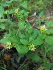 Ludwigia pilosa