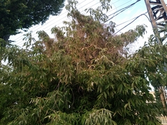 Cuscuta lupuliformis