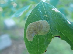 Chrysaster ostensackenella