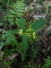 Ludwigia pilosa
