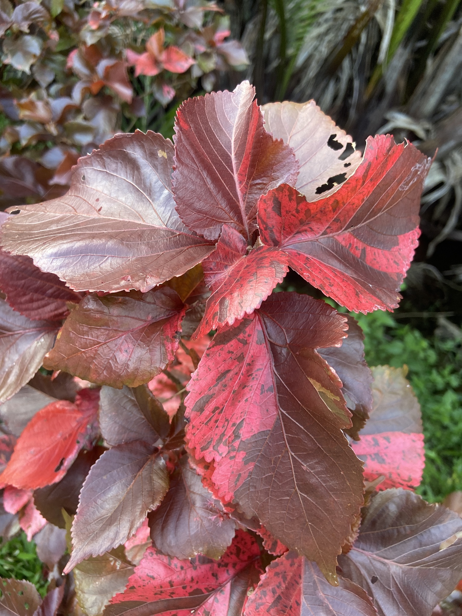Acalypha wilkesiana — ảnh 2