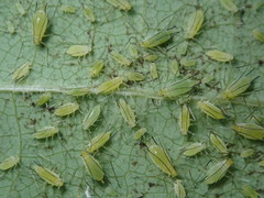 Illinoia liriodendri