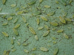 Illinoia liriodendri