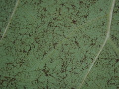 Illinoia liriodendri