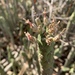 Euphorbia lugardiae - Photo (c) Troos van der Merwe, some rights reserved (CC BY-NC), uploaded by Troos van der Merwe
