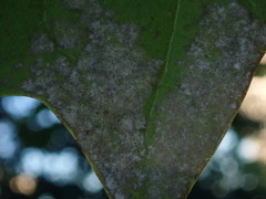 Erysiphe liriodendri