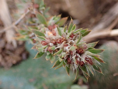 Image of Paronychia franciscana by (c) Cricket Raspet, some rights reserved (CC BY)