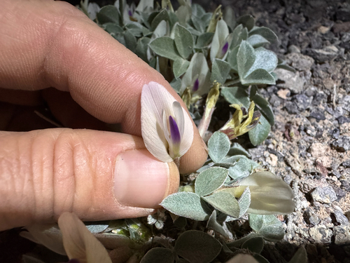 Glenwood Milkvetch (Astragalus loanus)