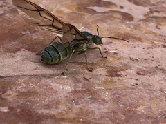 Oecophylla smaragdina