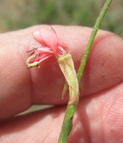 Image of Oenothera suffulta by (c) Linda Jo Conn, some rights reserved (CC BY)