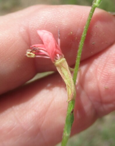 Image of Oenothera suffulta by (c) Linda Jo Conn, some rights reserved (CC BY)