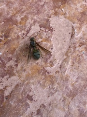 Oecophylla smaragdina