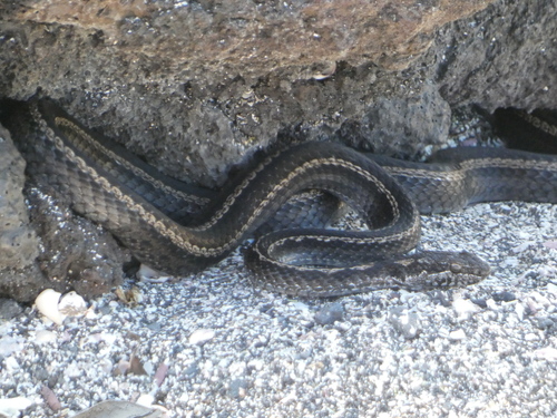 Photo of a Fernandina Racer (Pseudalsophis occidentalis)