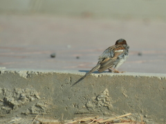 Passer domesticus
