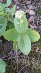 Hylotelephium telephium