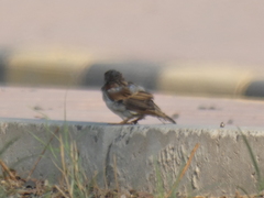 Passer domesticus
