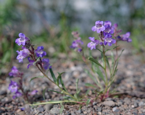 Gorman's Beardtongue