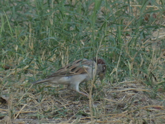 Passer domesticus