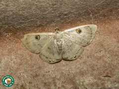 Argyrotome muricolor